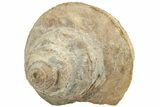 Pennsylvanian Gastropod (Worthenia) Fossil - Texas #212120-1